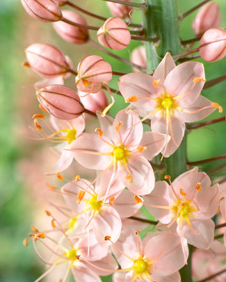 Eremurus 'Romance' Eremurus 'Romance'