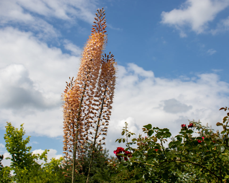 Eremurus 'Romance'