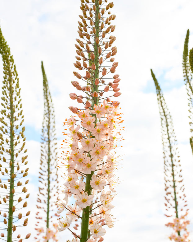 Eremurus 'Romance'