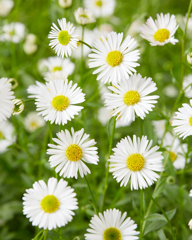 Erigeron karvinskianus