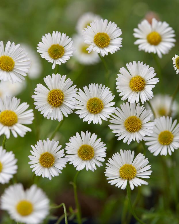 Erigeron karvinskianus