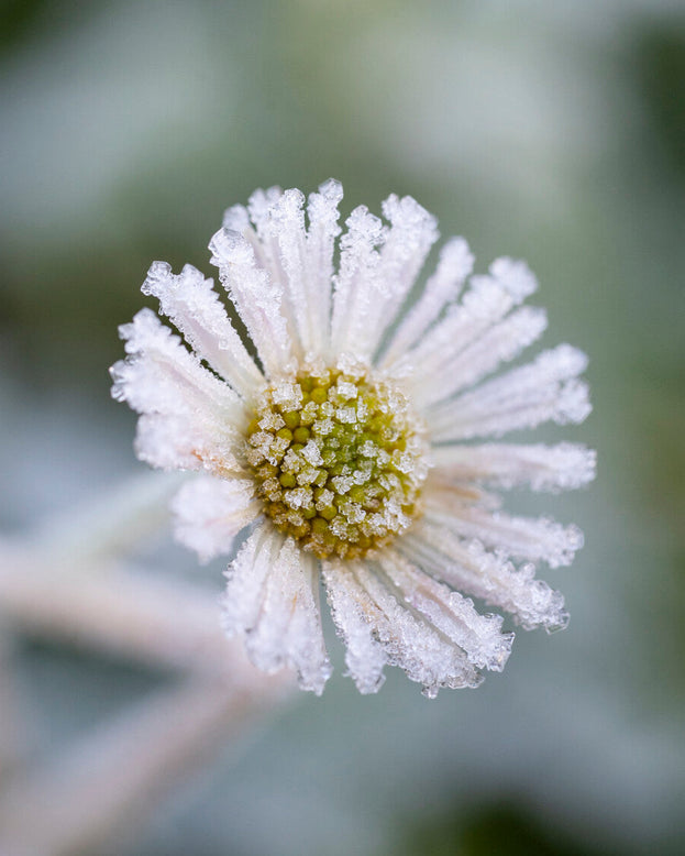 Erigeron karvinskianus