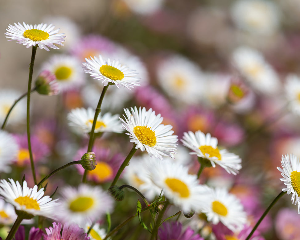 Erigeron karvinskianus