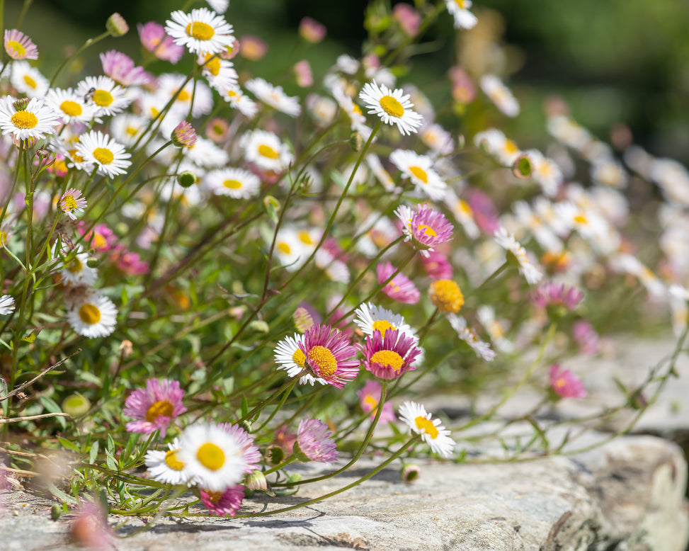 Erigeron karvinskianus