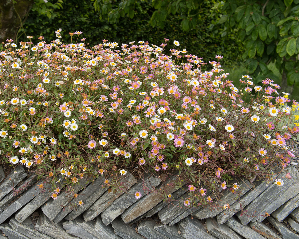 Erigeron karvinskianus