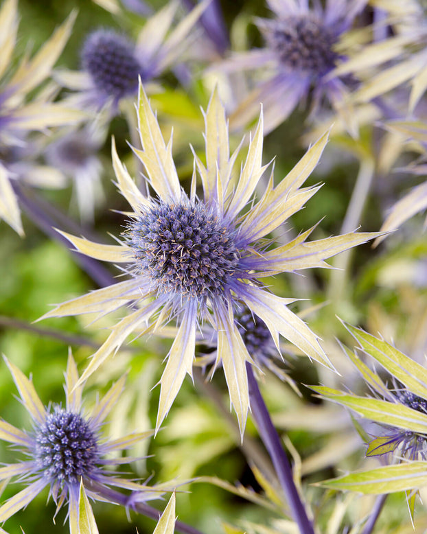 Eryngium 'Neptunes Gold'