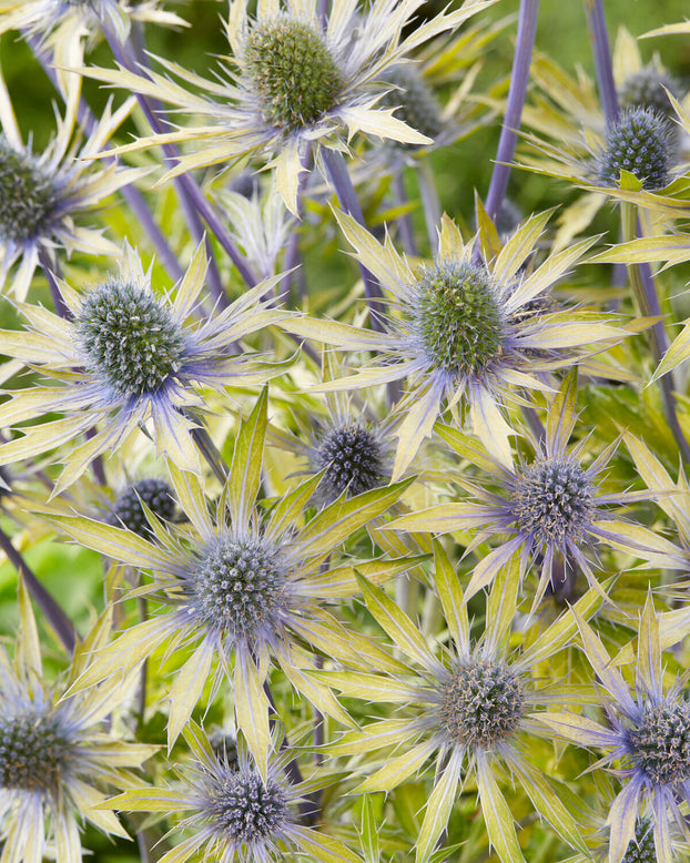 Eryngium 'Neptune's Gold'