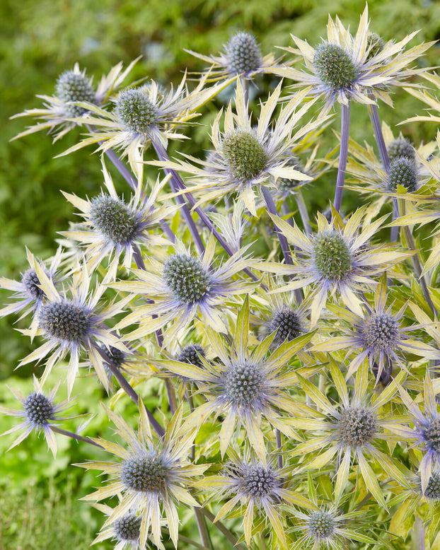 Eryngium 'Neptune's Gold'