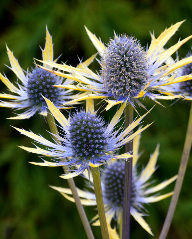Eryngium 'Neptune's Gold'