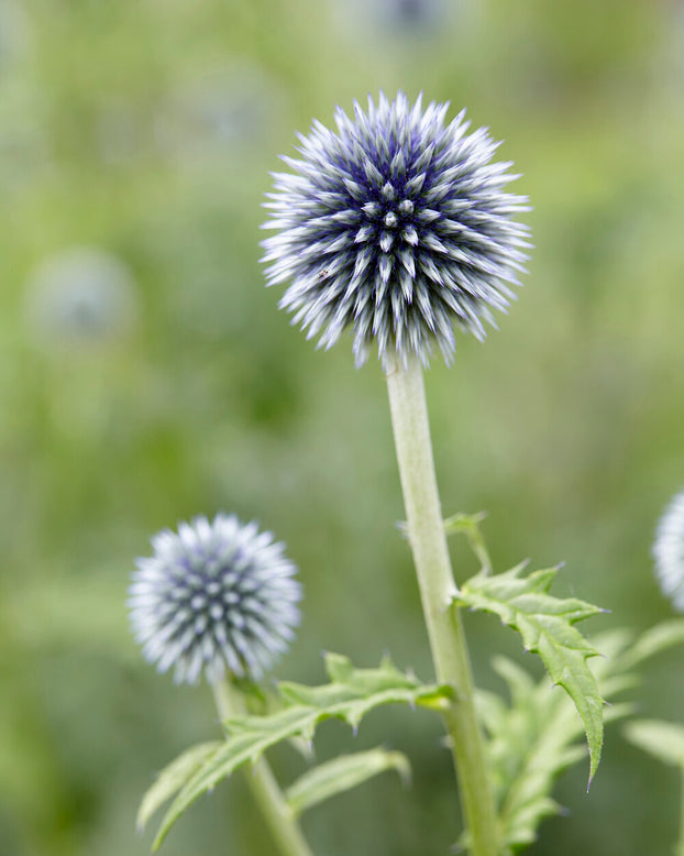 Echinops ritro