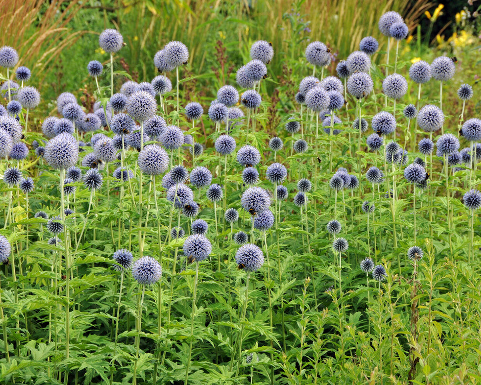 Echinops ritro