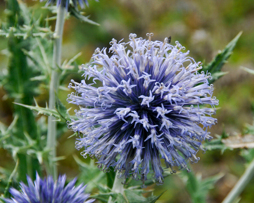Echinops ritro