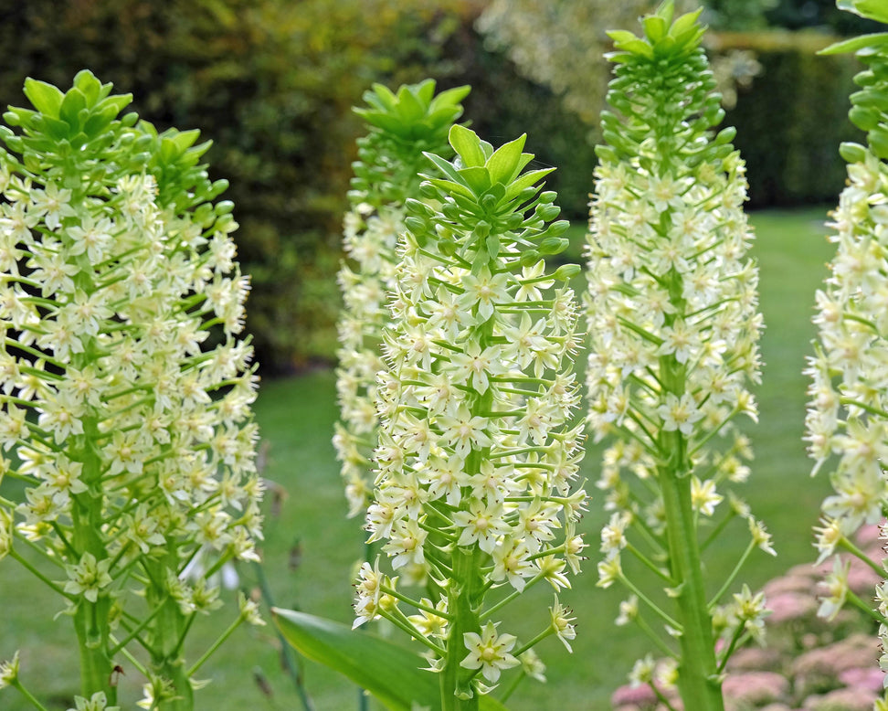 Eucomis pole-evansii