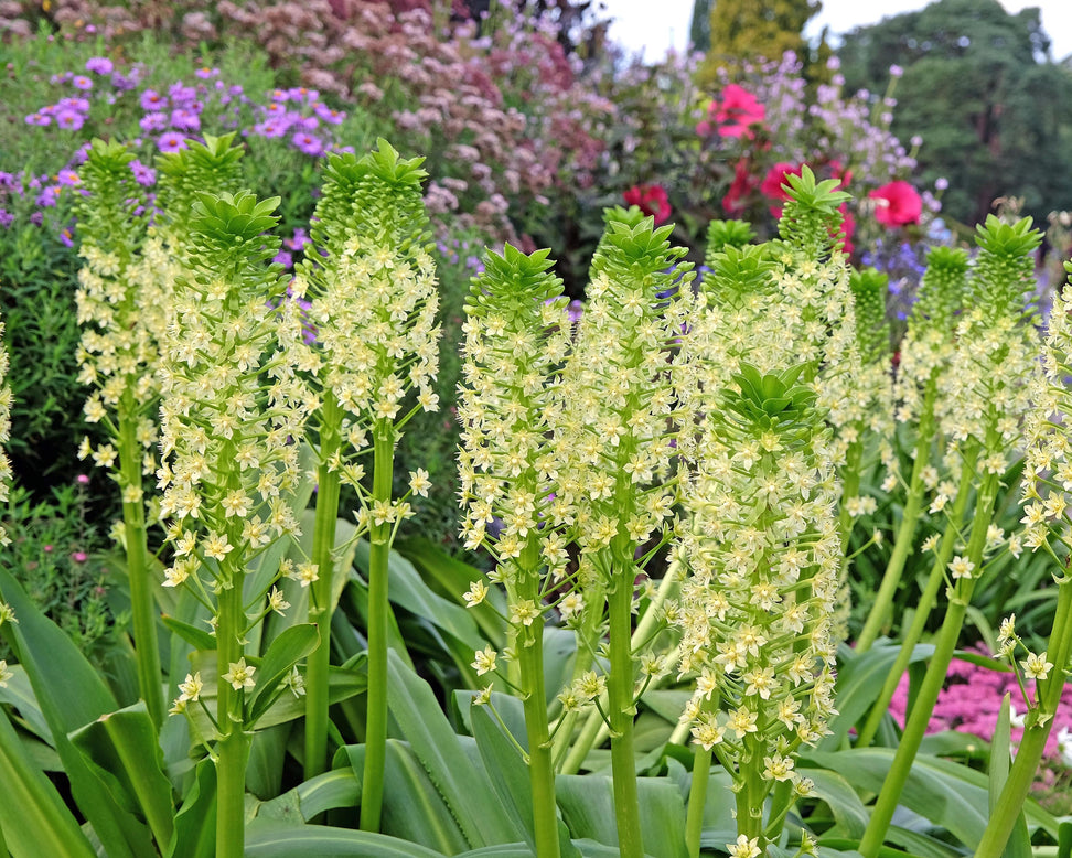 Eucomis pole-evansii