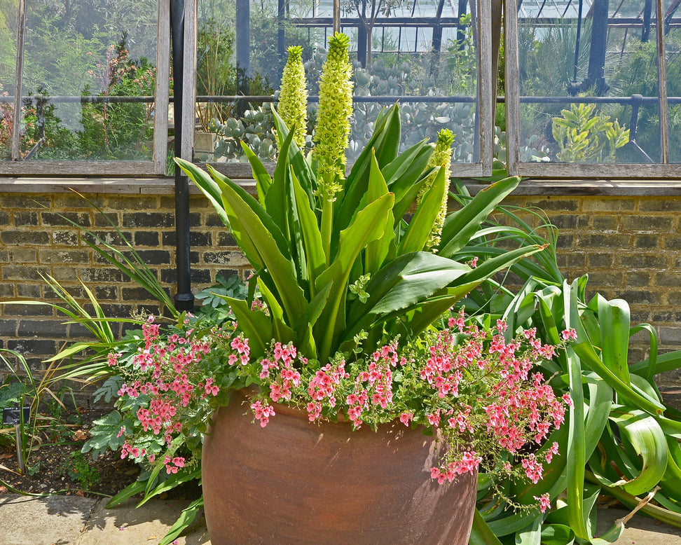 Eucomis pole-evansii