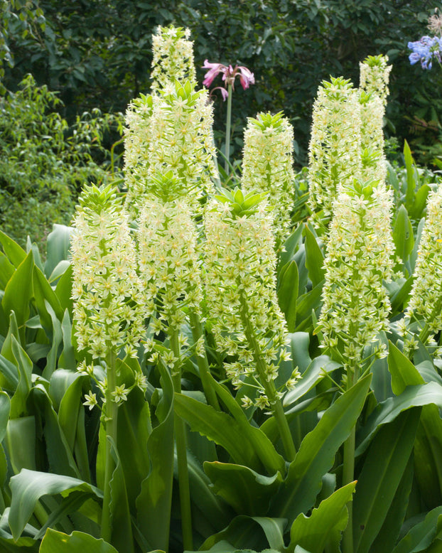Eucomis pole-evansii