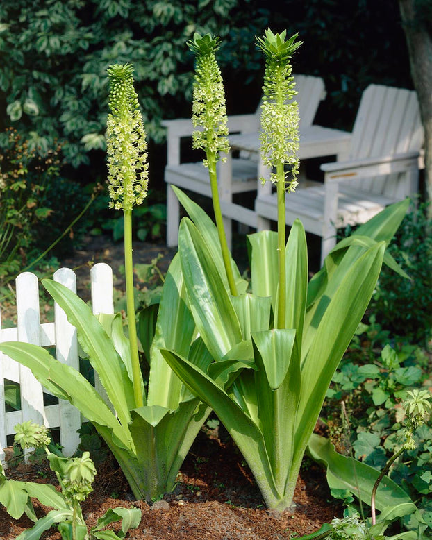 Eucomis pole-evansii