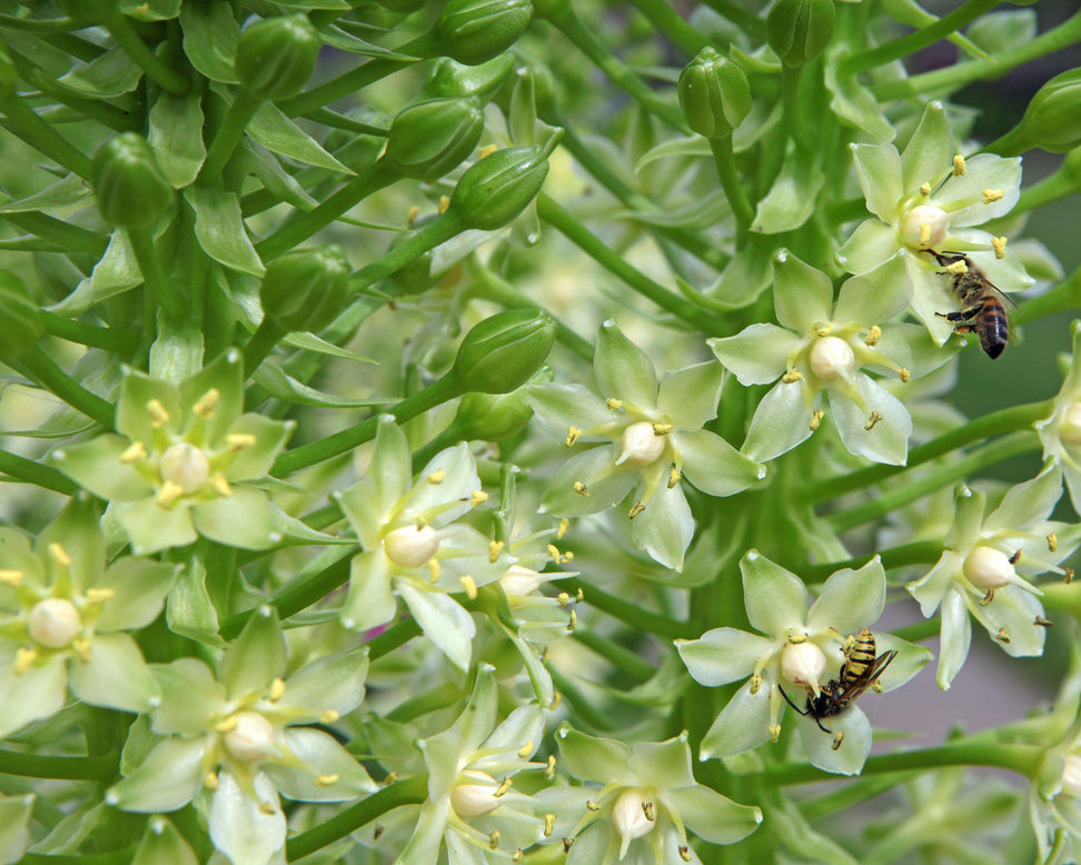 Eucomis pole-evansii
