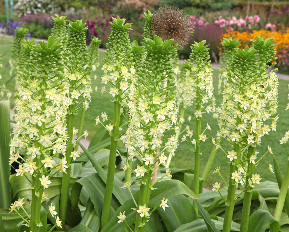 Eucomis pole-evansii