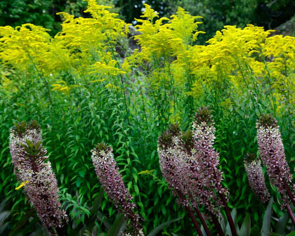 Eucomis 'Sparkling Burgundy'