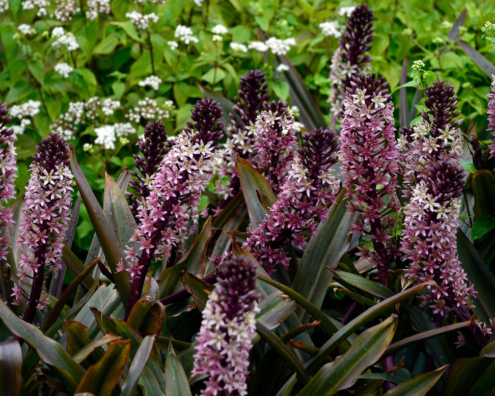 Eucomis 'Sparkling Burgundy'