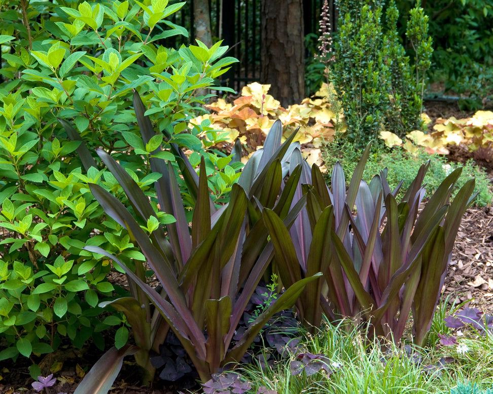 Eucomis 'Sparkling Burgundy'