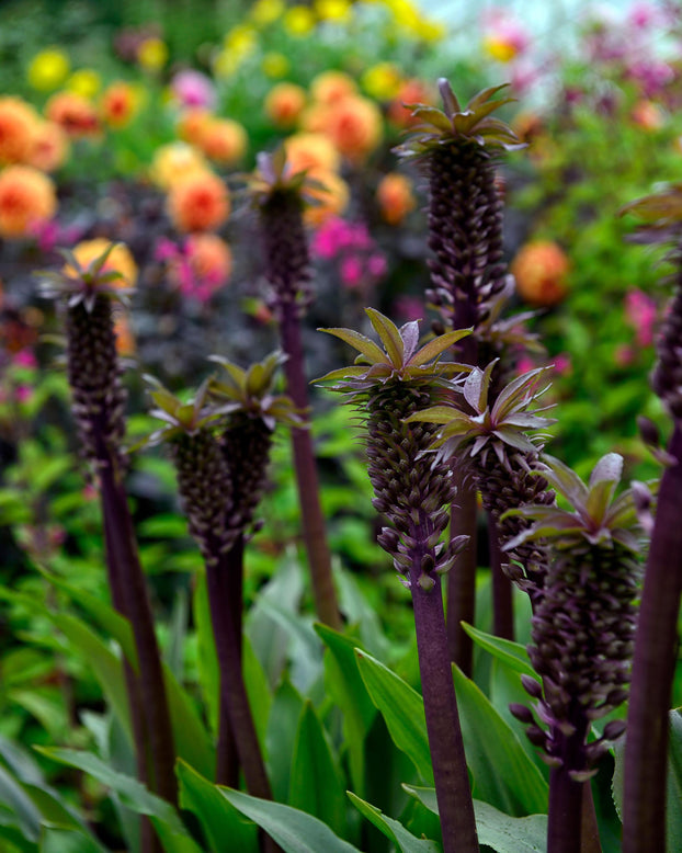 Eucomis 'Sparkling Burgundy'