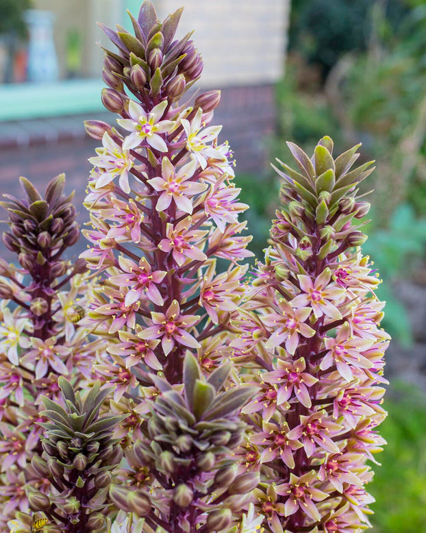 Eucomis 'Sparkling Burgundy'