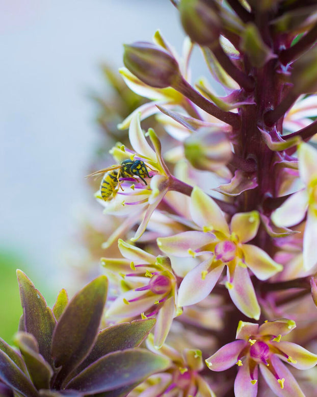 Eucomis 'Sparkling Burgundy'