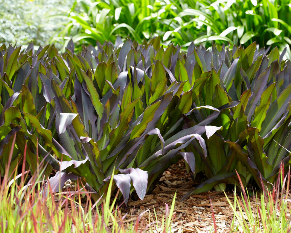 Eucomis 'Sparkling Burgundy'