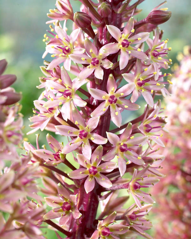 Eucomis 'Sparkling Burgundy'