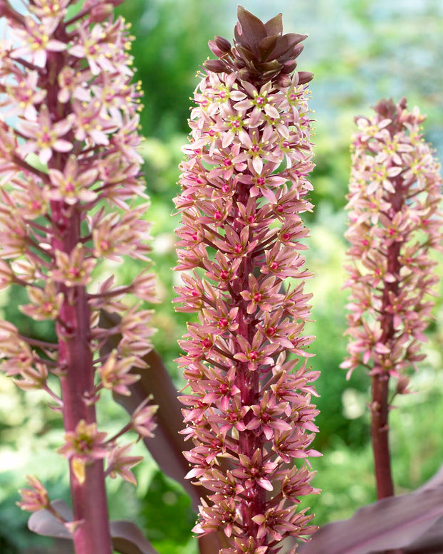 Eucomis 'Sparkling Burgundy'