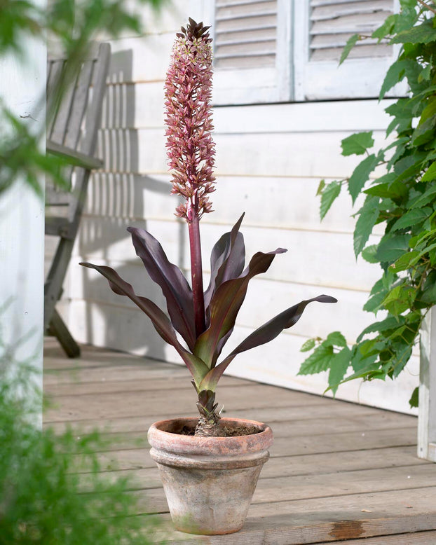 Eucomis 'Sparkling Burgundy'