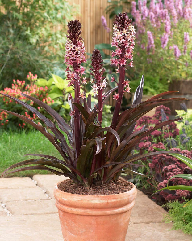 Eucomis 'Sparkling Burgundy'