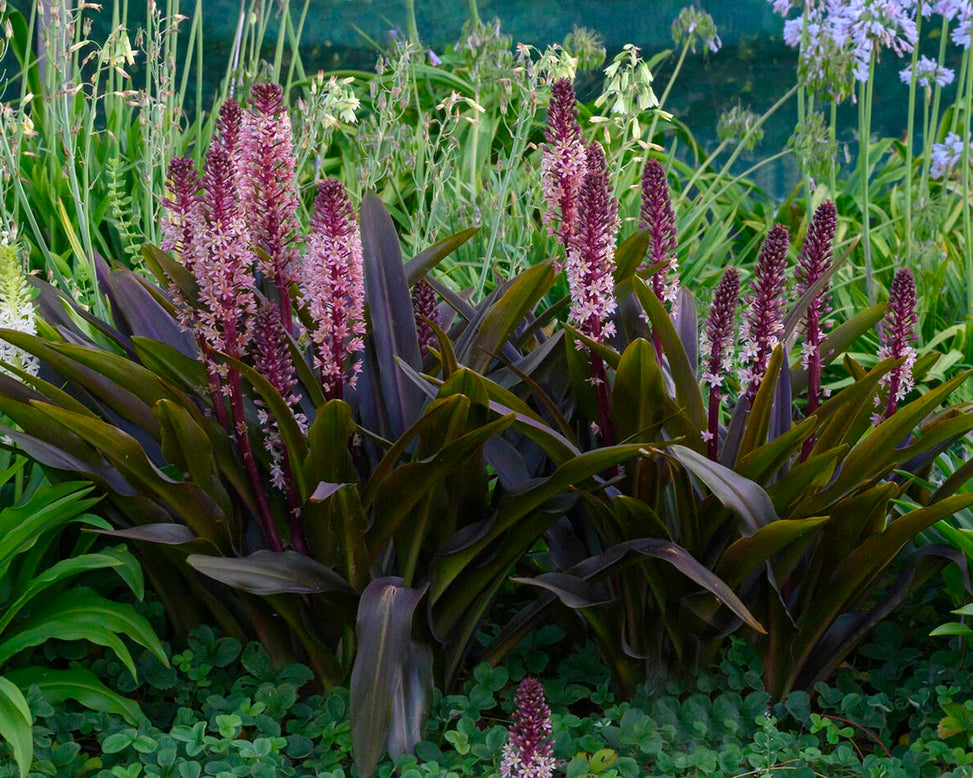 Eucomis 'Sparkling Burgundy'