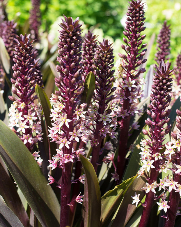 Eucomis 'Sparkling Burgundy'