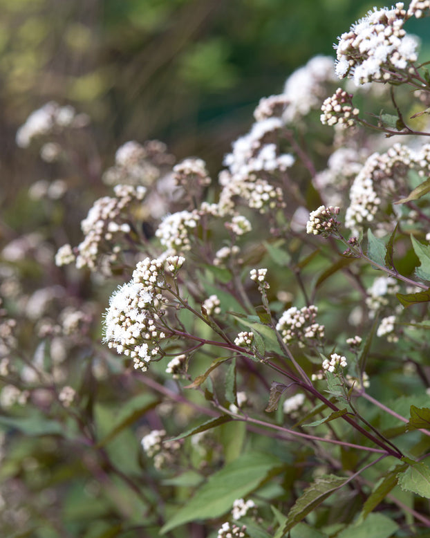 Eupatorium 'Chocolate'