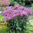 Eupatorium
