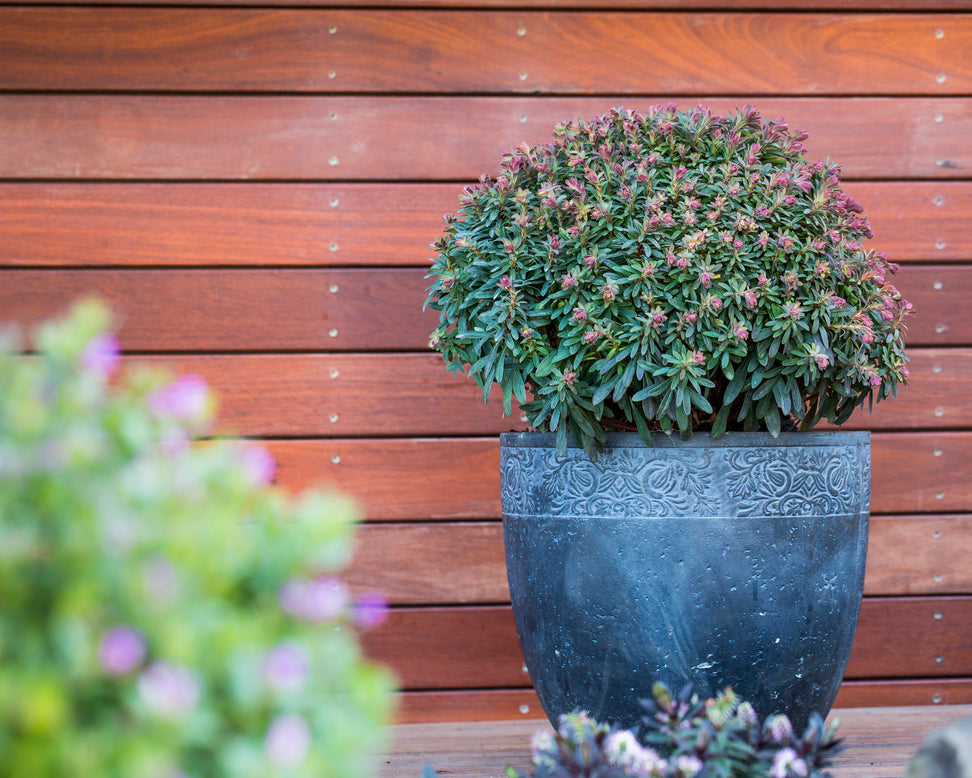 Euphorbia 'Ascot Petite'