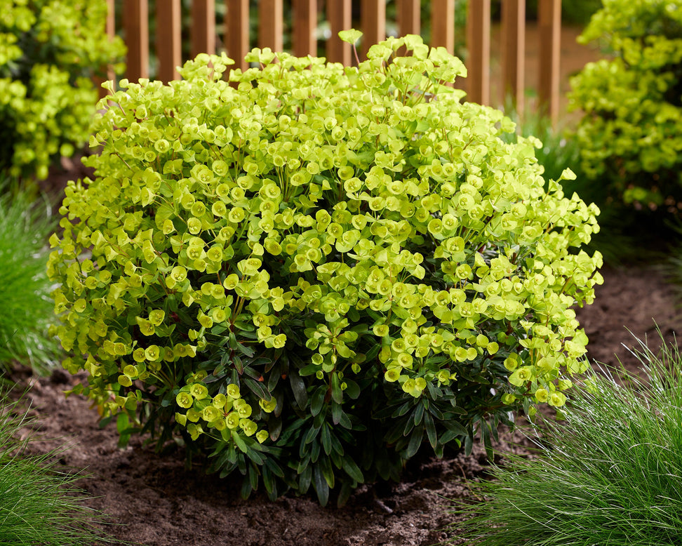 Euphorbia 'Ascot Petite'