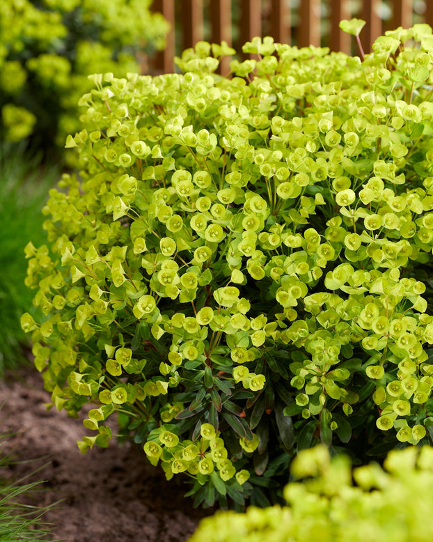 Euphorbia 'Ascot Petite'