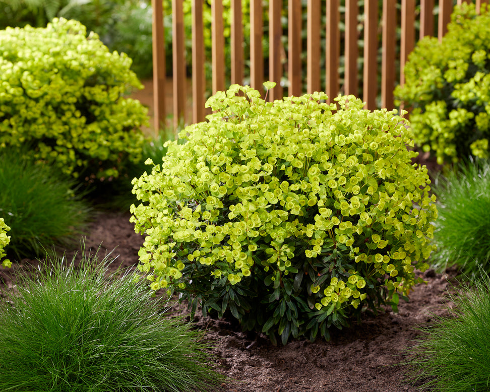 Euphorbia 'Ascot Petite'