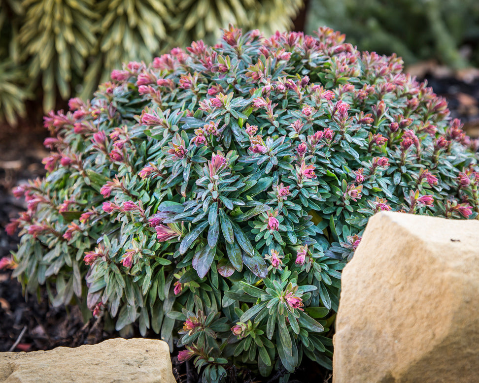 Euphorbia 'Ascot Petite'