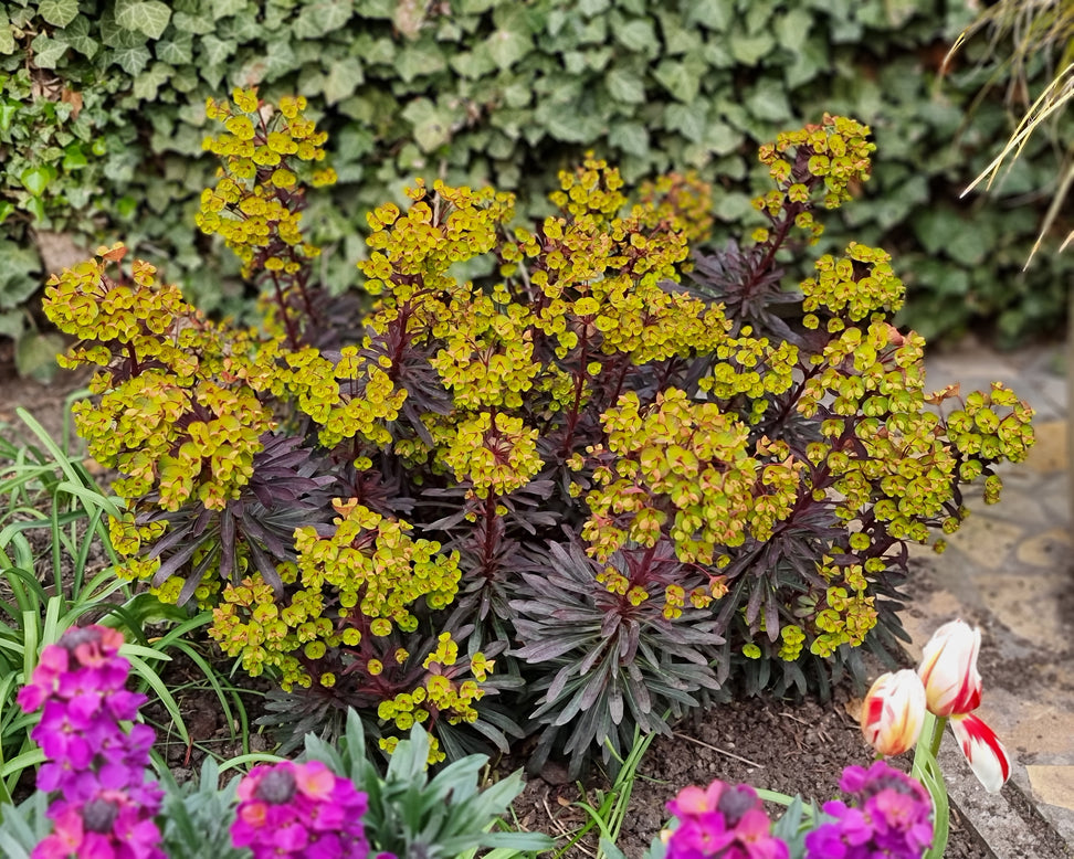 Euphorbia 'Miners Merlot'