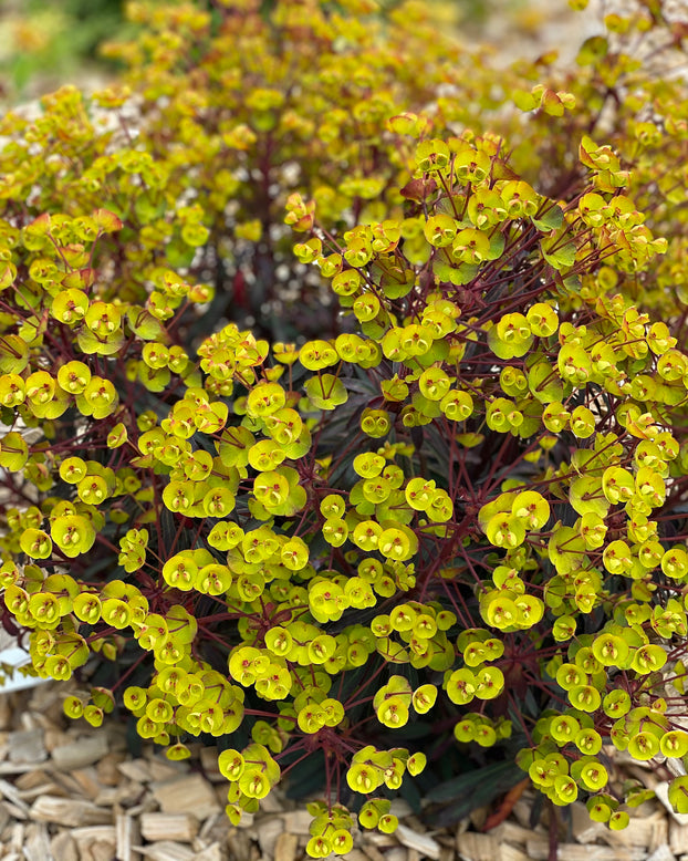 Euphorbia 'Miners Merlot'