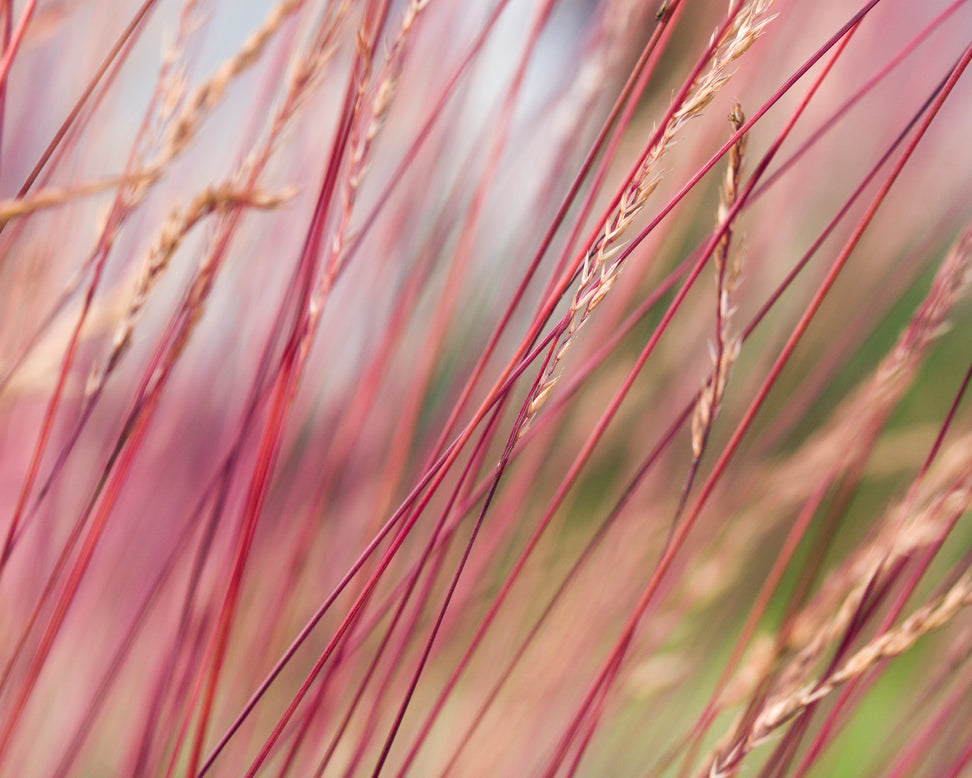 Festuca 'Sunrise'