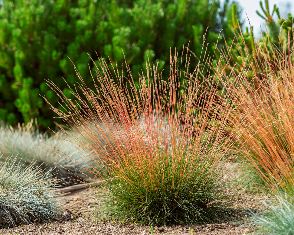 Festuca 'Sunrise'