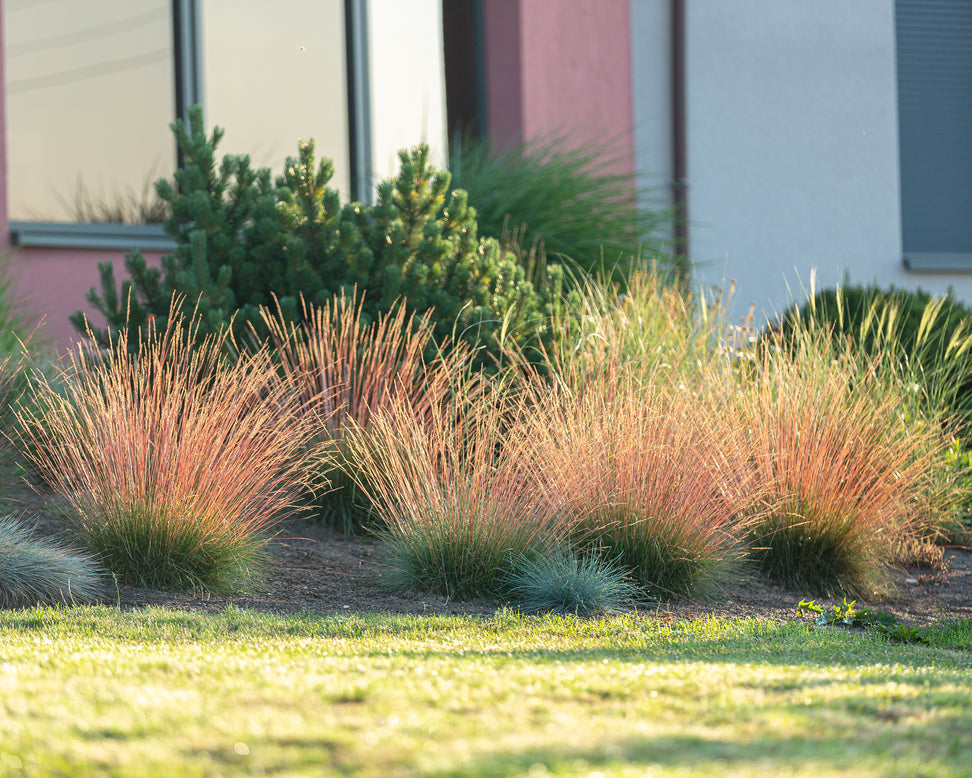 Festuca 'Sunrise'