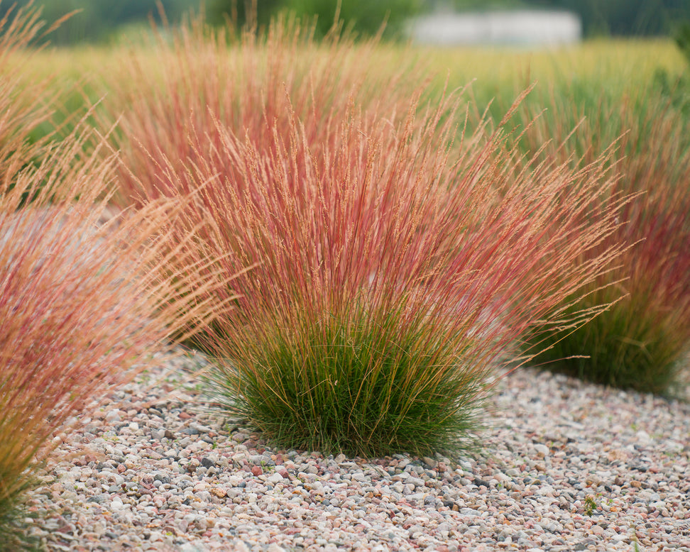 Festuca 'Sunrise'