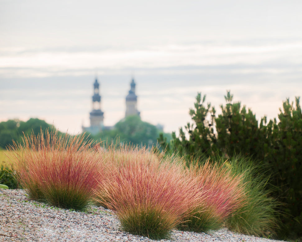 Festuca 'Sunrise'